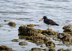 Haematopus leucopodus