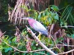 Butorides virescens image