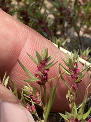 Polygonum polygaloides