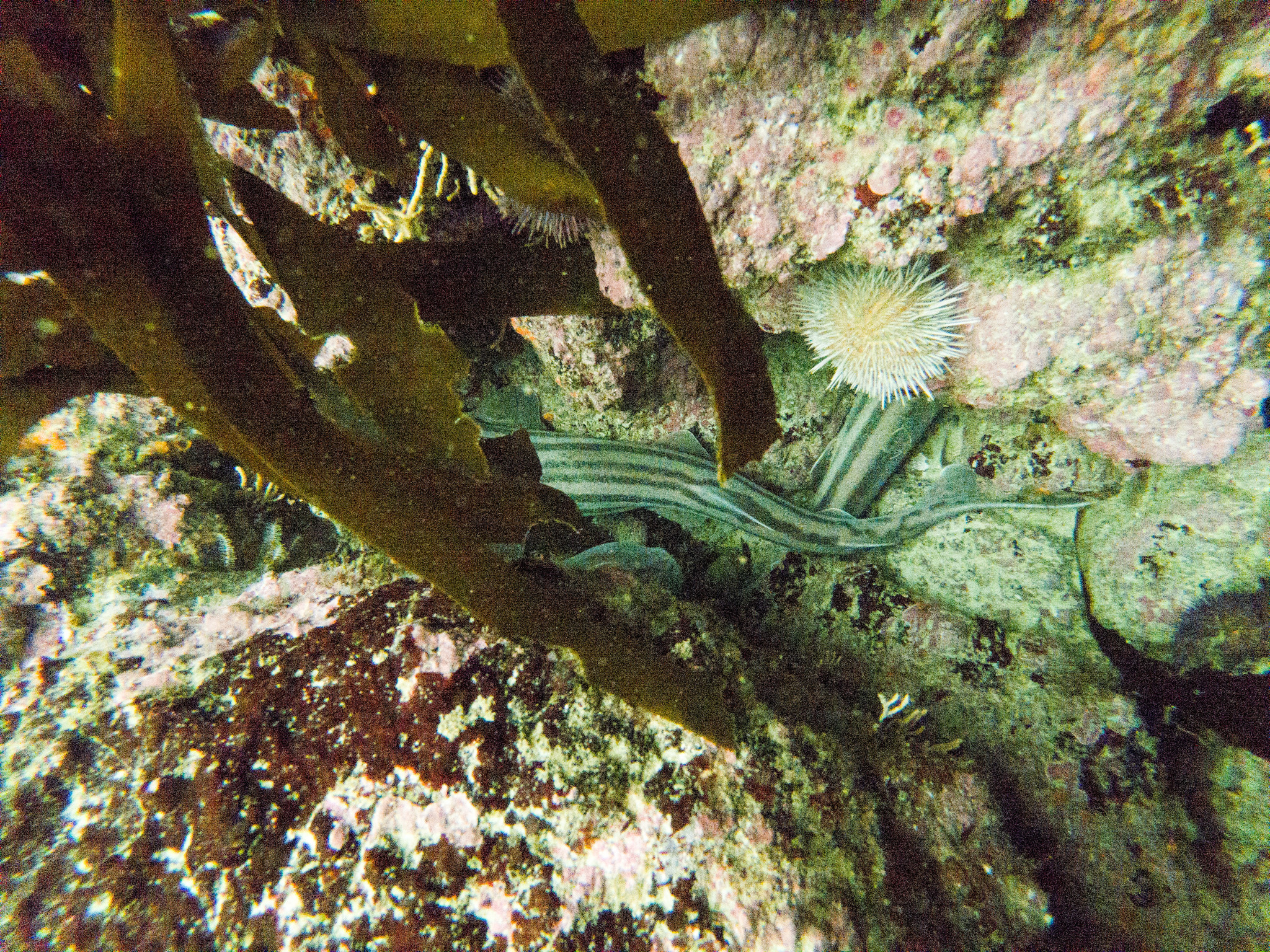 Species image