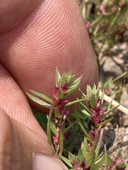 Polygonum polygaloides