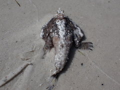 Ogcocephalus