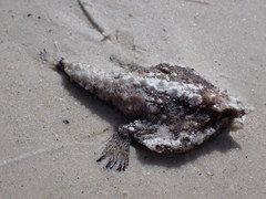 Ogcocephalus