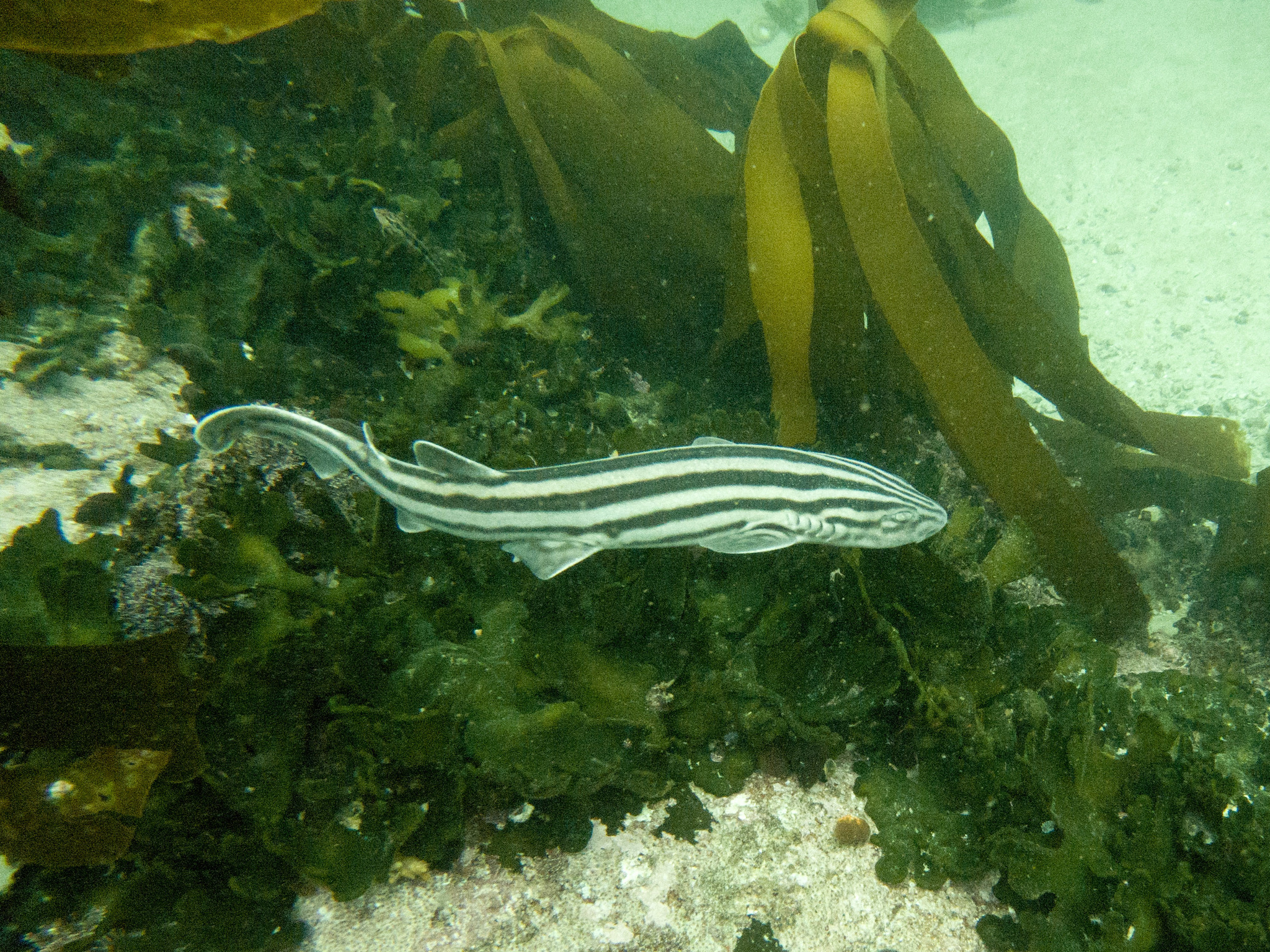Species image