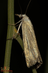 Metacrambus pallidellus