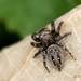 Four-dotted Grass Spider - Photo (c) Colin Chiu, some rights reserved (CC BY-NC), uploaded by Colin Chiu