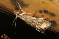 Euchromius gozmanyi