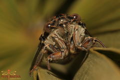 Cicada barbara lusitanica