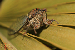 Cicada barbara lusitanica