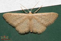 Idaea obsoletaria