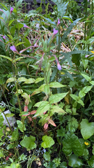 Epilobium montanum