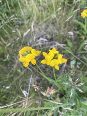 Lotus corniculatus