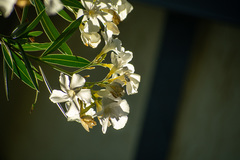 Nerium oleander