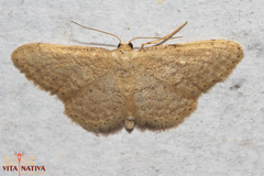 Idaea obsoletaria