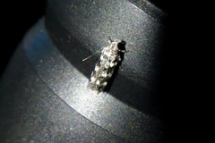 Filatima arizonella