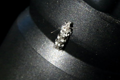 Filatima arizonella