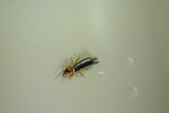 Euborellia annulipes