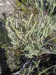 Acacia stricta
