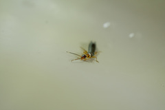 Euborellia annulipes