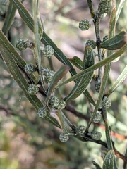 Acacia stricta