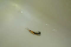 Euborellia annulipes