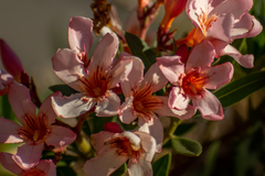 Nerium oleander