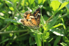 Phyciodes phaon