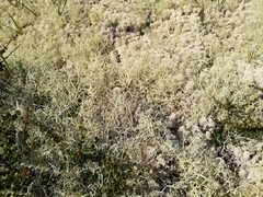 Alectoria ochroleuca