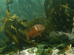 Chrysoblephus laticeps