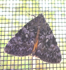 Catocala lineella