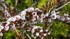 Thryptomene calycina