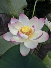 Nelumbo nucifera