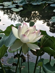 Nelumbo nucifera