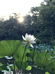 Nelumbo nucifera