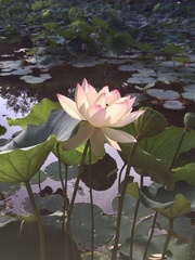 Nelumbo nucifera