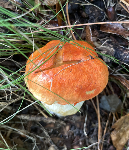 Burnt-orange Bolete