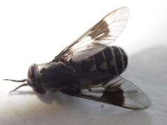 Chrysops aestuans