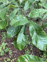 Quercus oglethorpensis