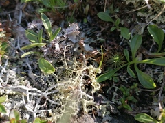 Alectoria ochroleuca