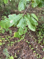 Quercus oglethorpensis