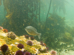 Pachymetopon blochii