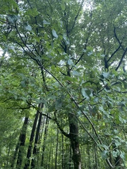 Quercus oglethorpensis