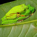 Amazonian Monkey Frog - Photo (c) Santiago Ron, some rights reserved (CC BY-NC)