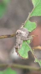 Pseudocneorhinus bifasciatus