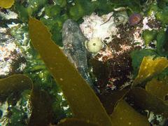 Haploblepharus pictus