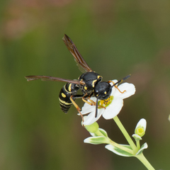 Parancistrocerus pedestris