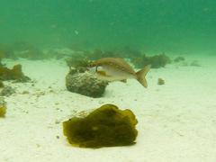 Chirodactylus brachydactylus