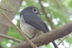 Melaenornis fischeri