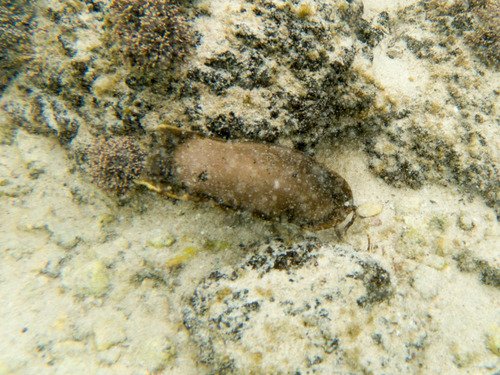 Species image