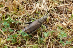 Dictyophorus griseus